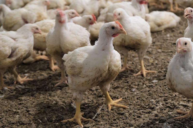 Poulets de chair en élevage au sol