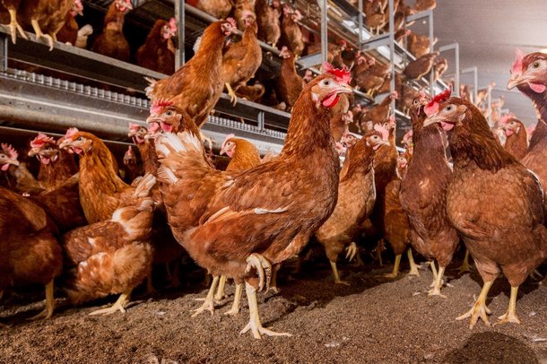 Poules pondeuses brunes en bâtiment d'élevage